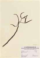 藏品(合歡)的圖片